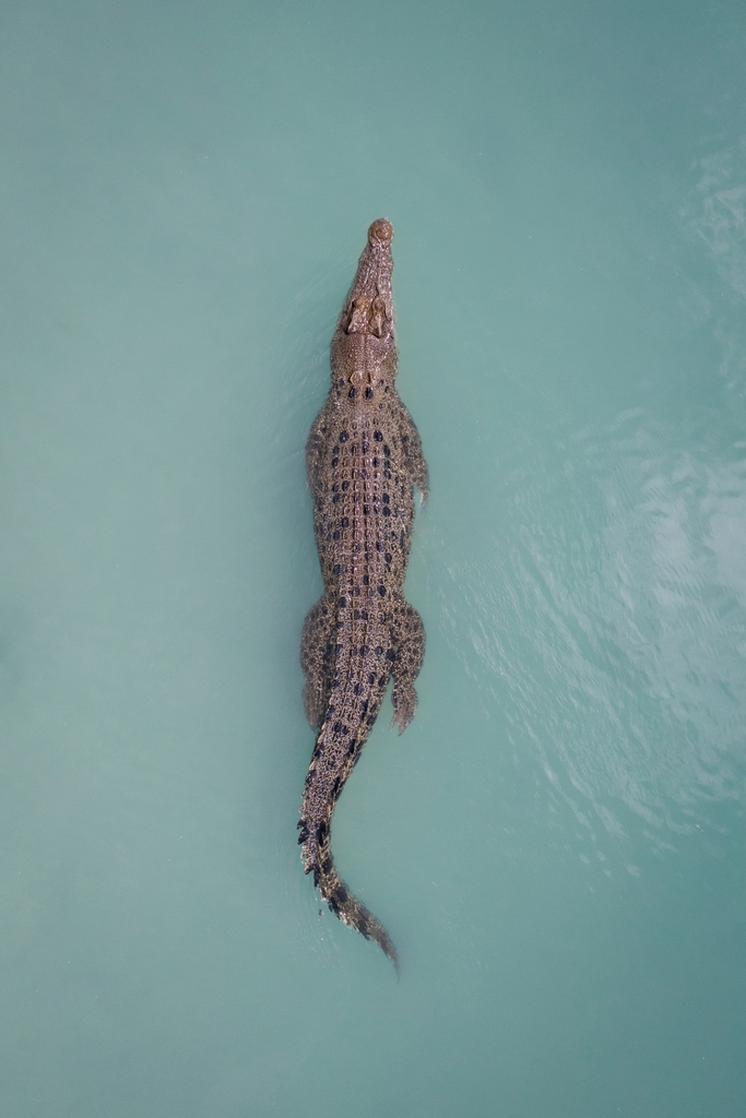 Saltwater Crocodile