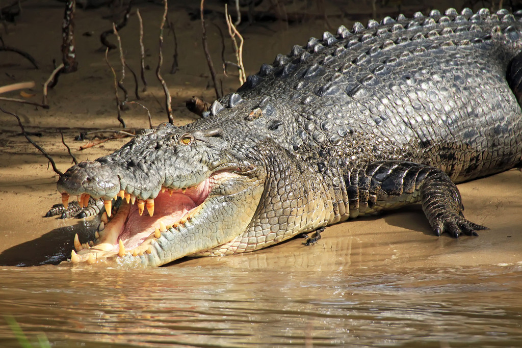 Saltwater Crocodile