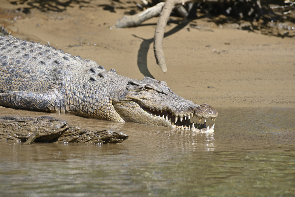 Saltwater Crocodile
