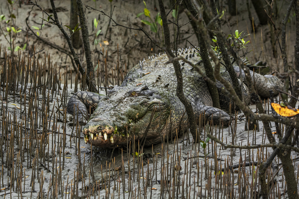 Saltwater Crocodile