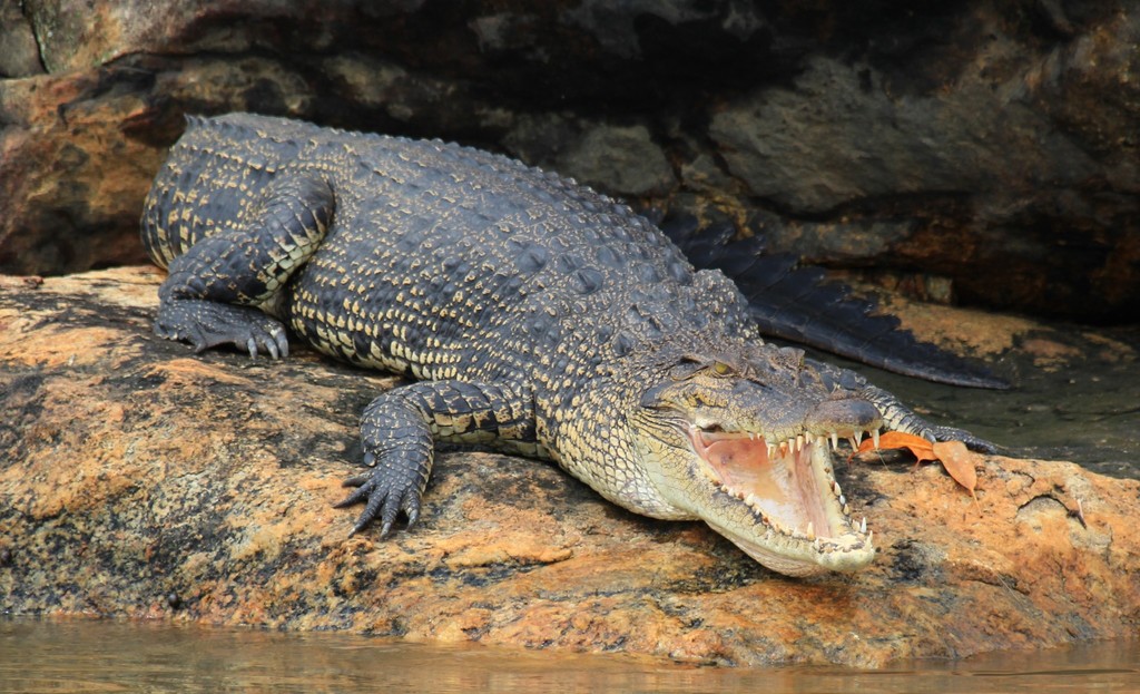 Saltwater Crocodile