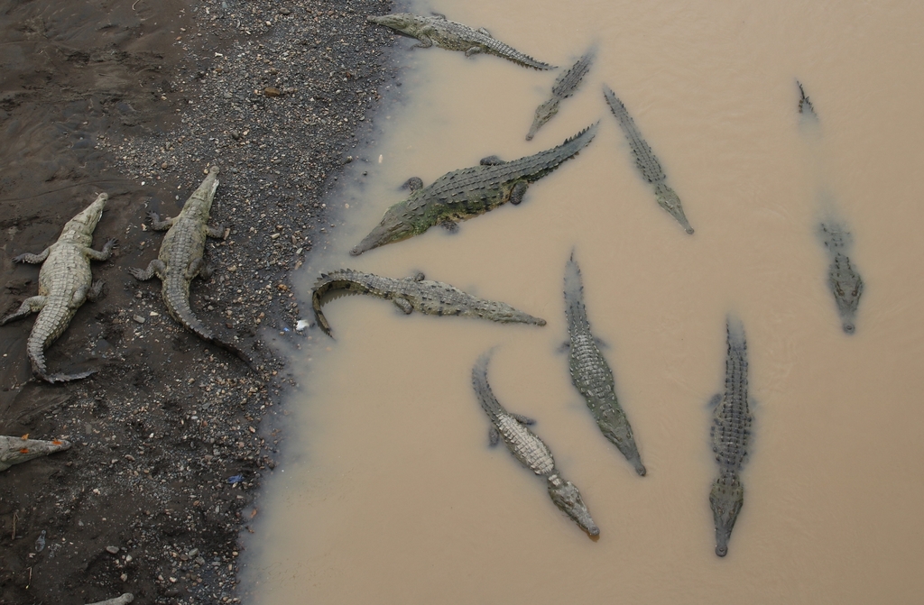 American Crocodile