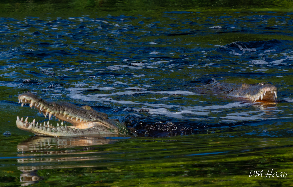 American Crocodile