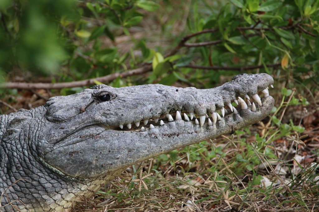 American Crocodile