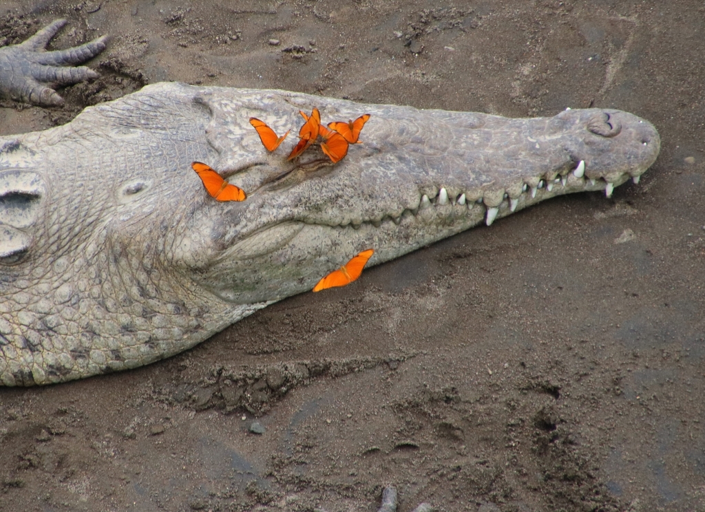 American Crocodile