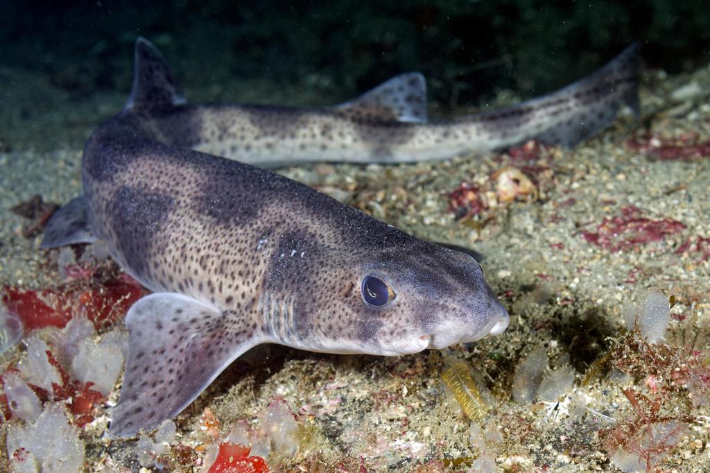 Small-spotted Catshark