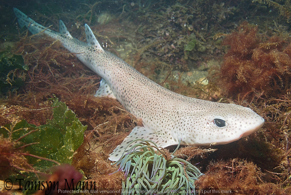 Small-spotted Catshark
