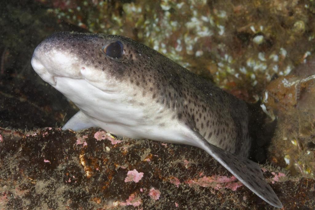 Small-spotted Catshark