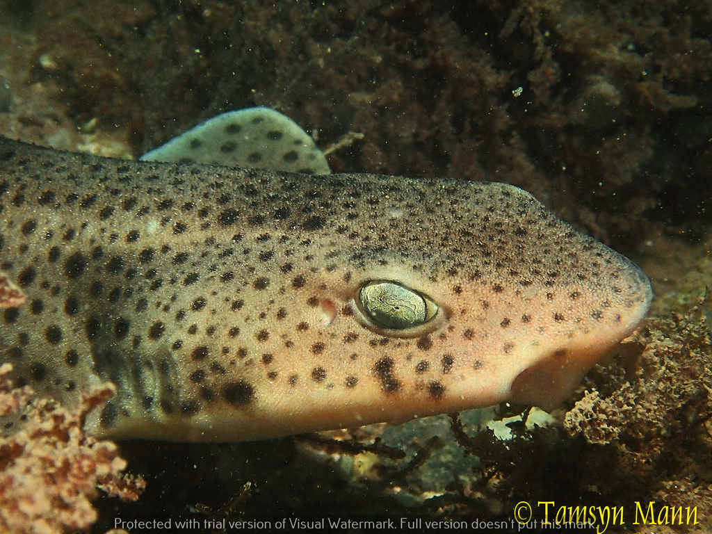 Nursehound