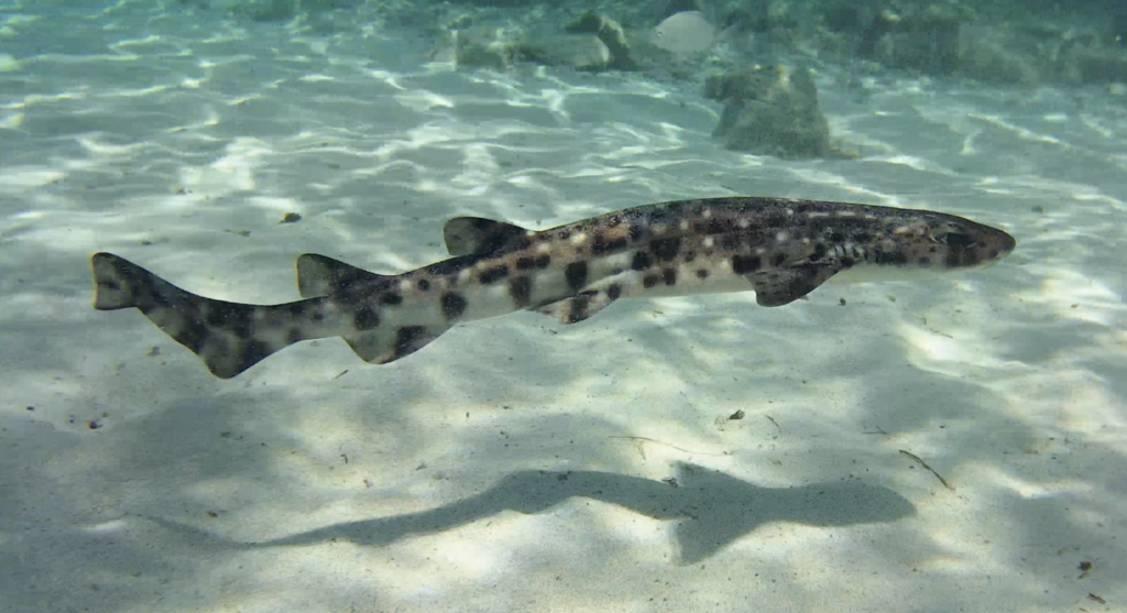 Nursehound