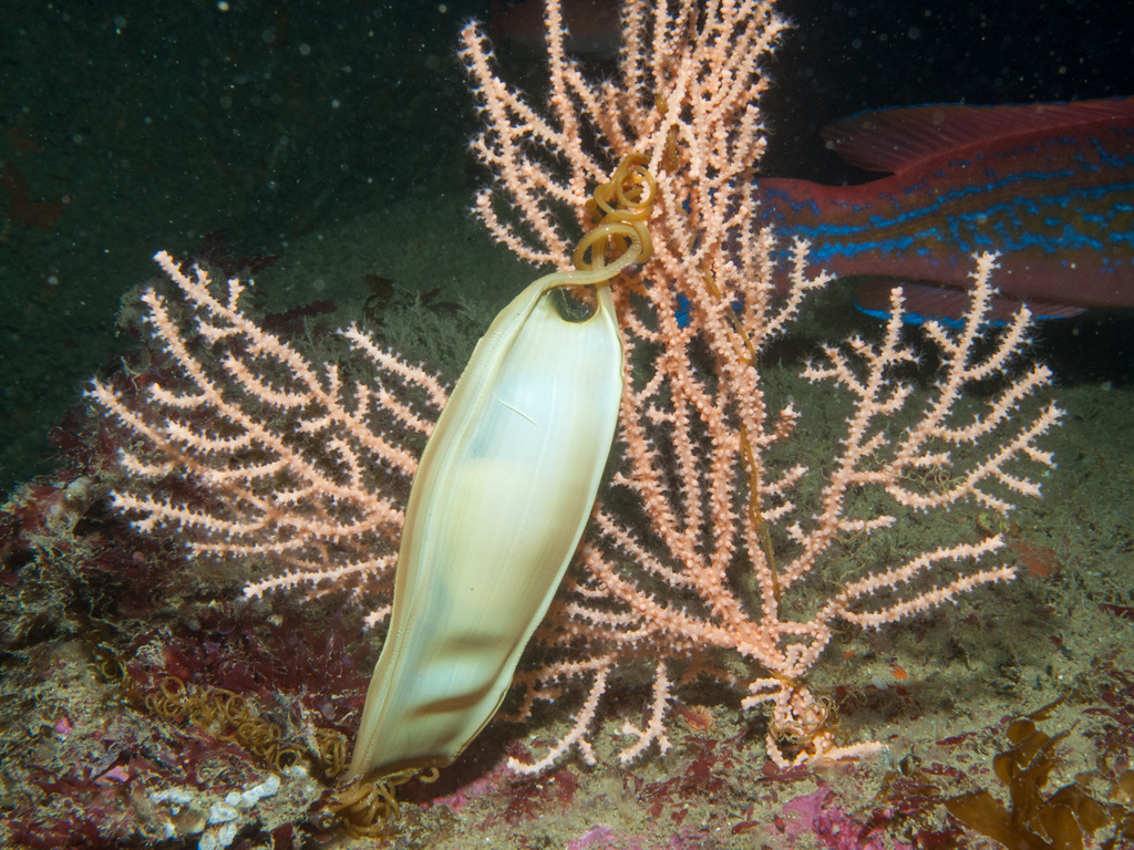 Nursehound