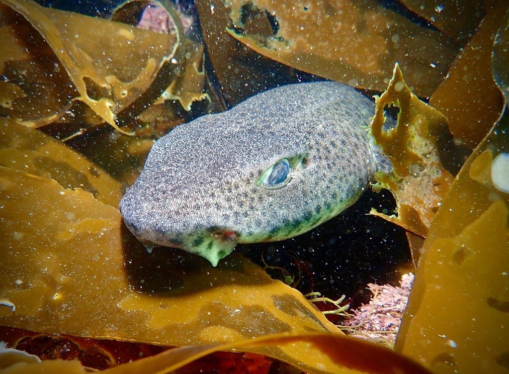 Nursehound