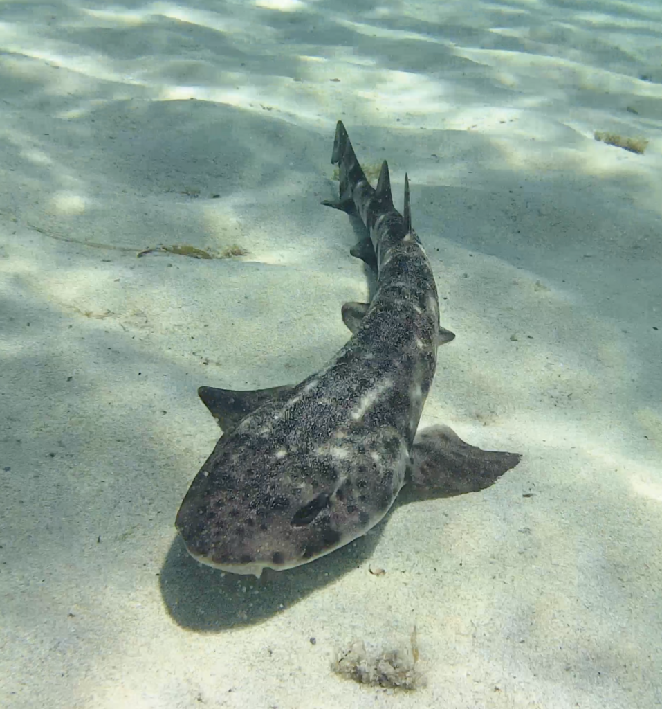 Nursehound