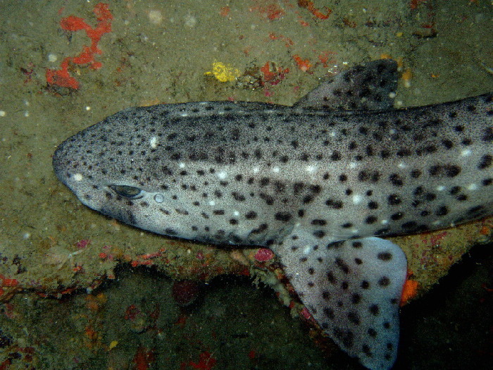 Nursehound