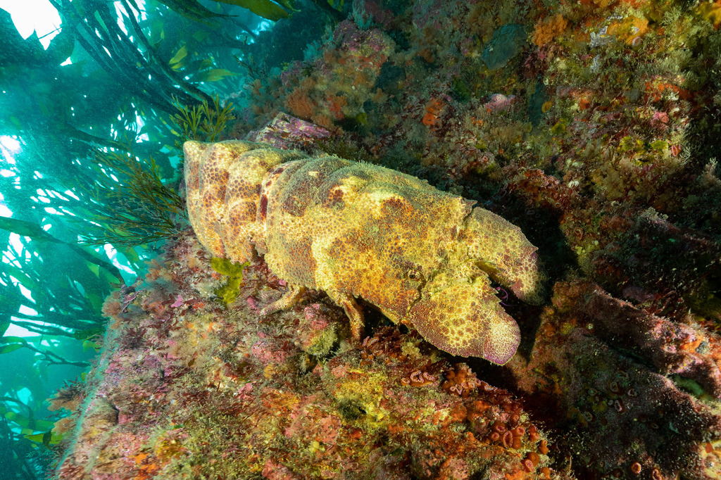 Ridgeback Slipper Lobster