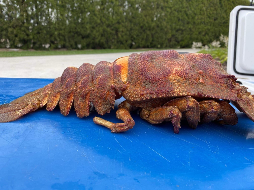 Ridgeback Slipper Lobster
