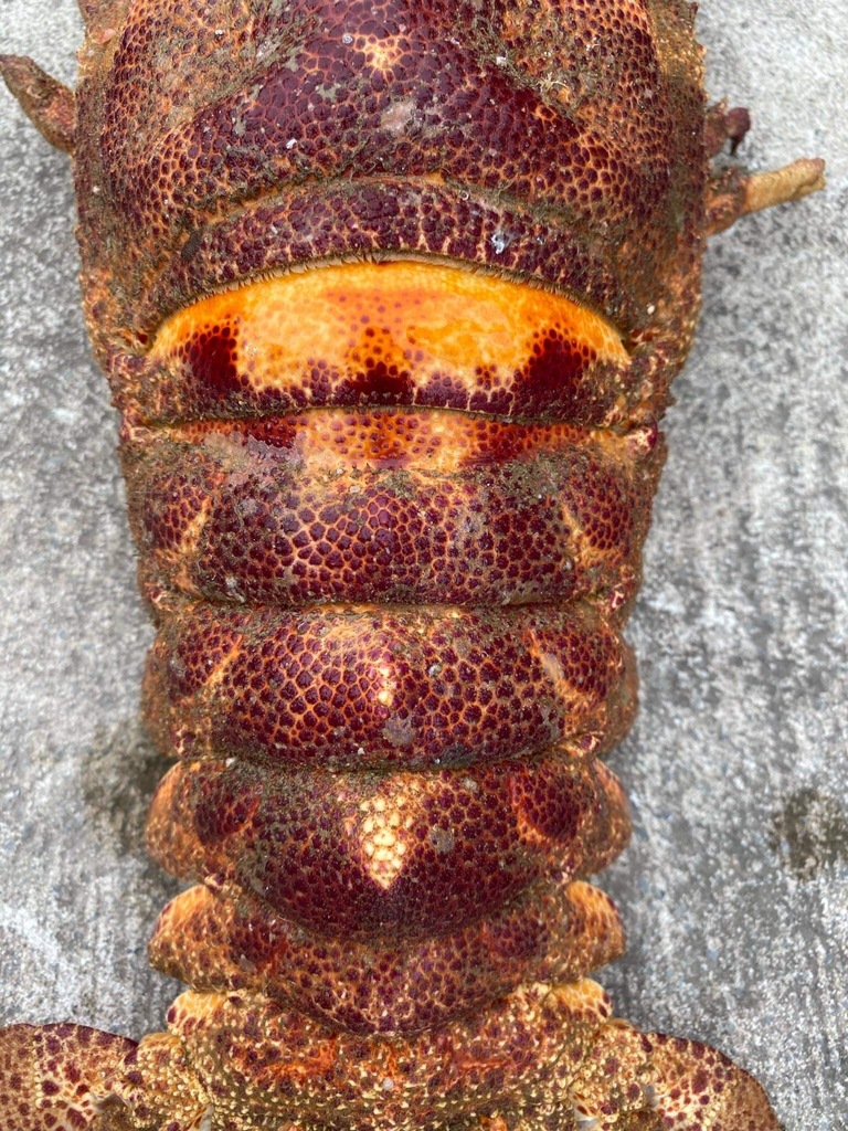 Ridgeback Slipper Lobster