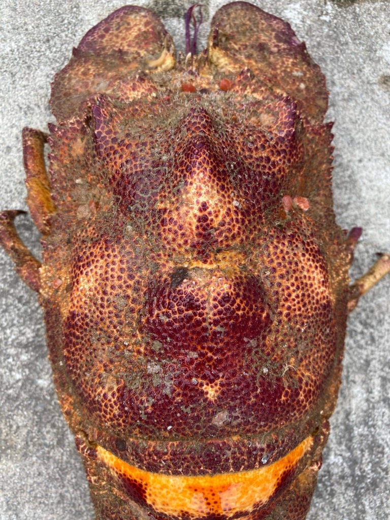 Ridgeback Slipper Lobster
