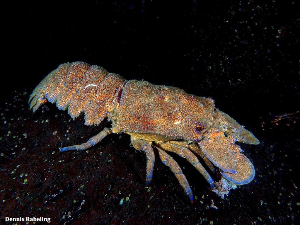 Mediterranean Slipper Lobster