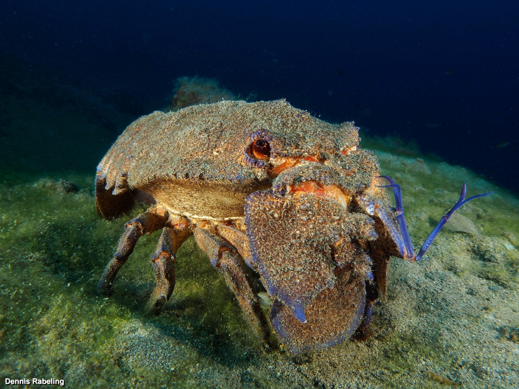 Mediterranean Slipper Lobster