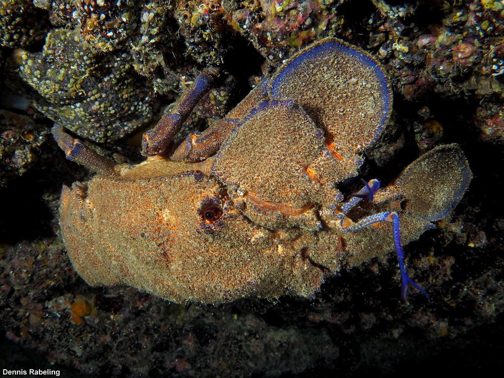 Mediterranean Slipper Lobster