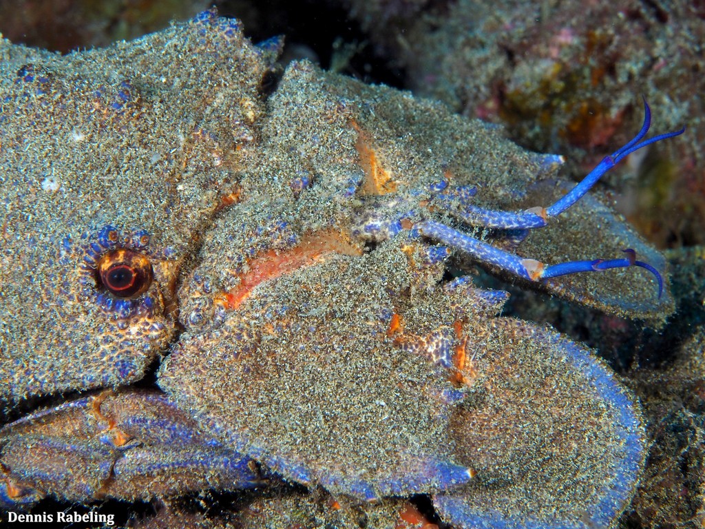 Mediterranean Slipper Lobster