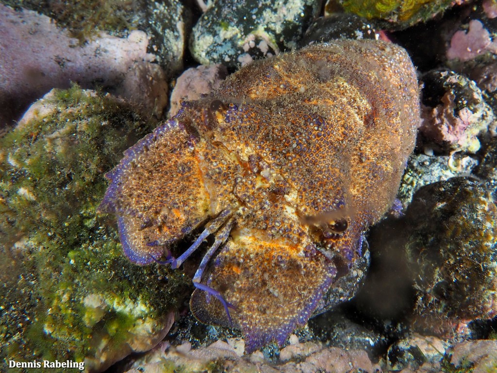 Mediterranean Slipper Lobster