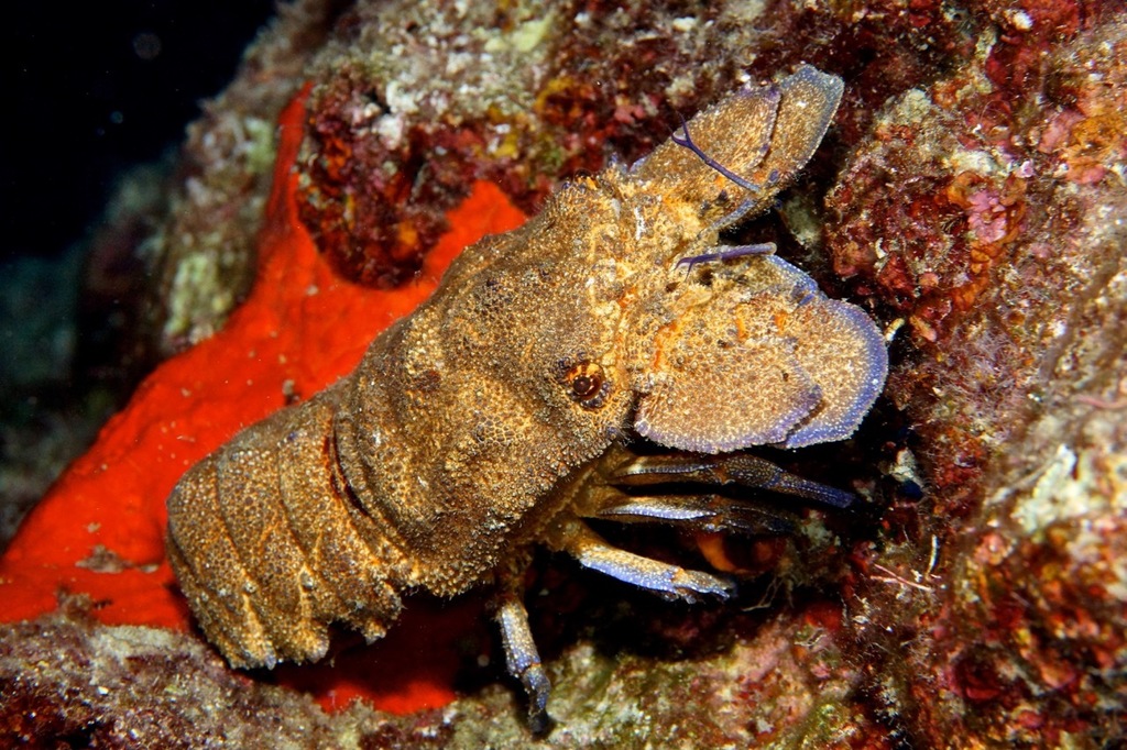 Mediterranean Slipper Lobster