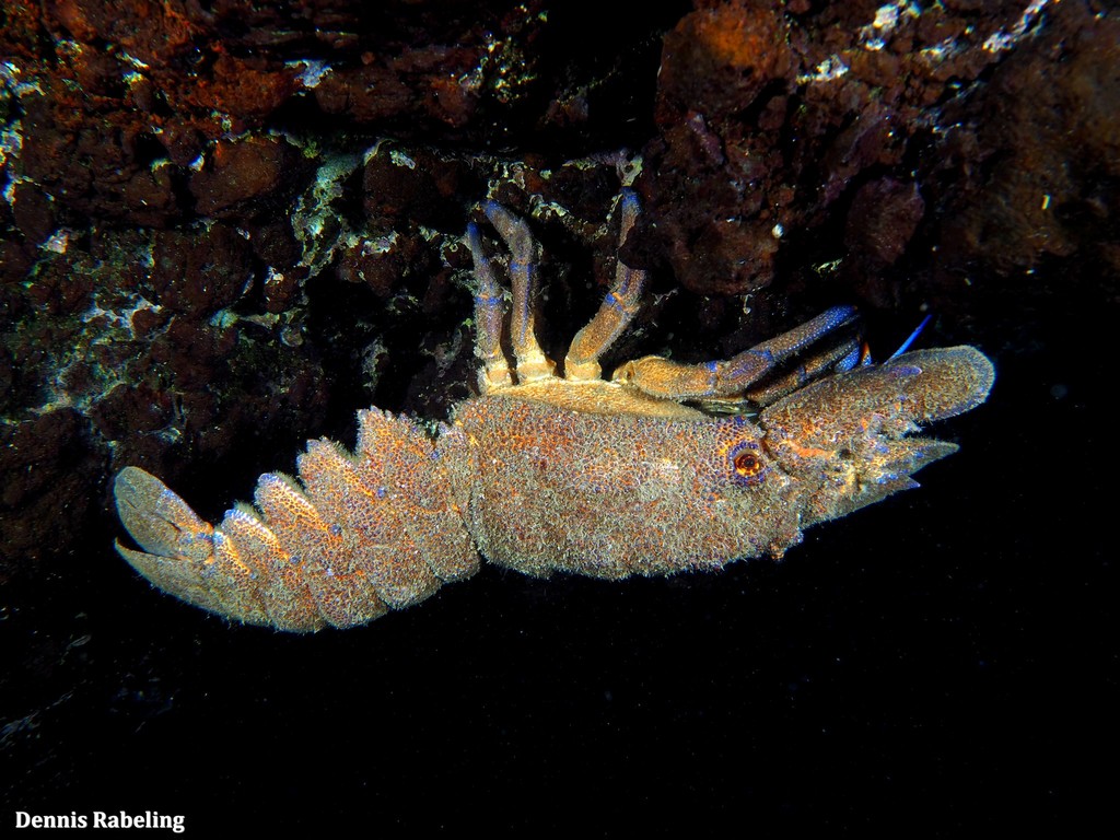 Mediterranean Slipper Lobster