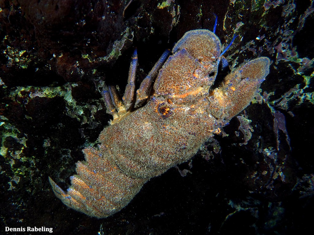 Mediterranean Slipper Lobster