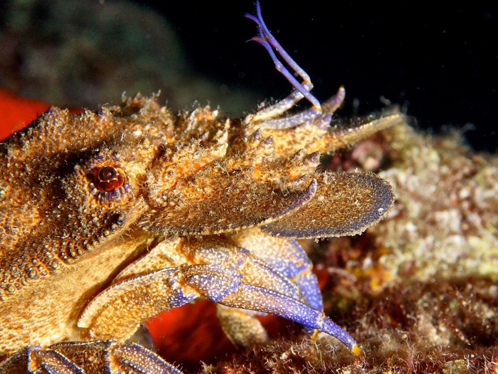 Mediterranean Slipper Lobster