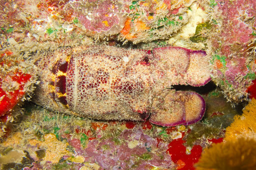 Scaly Slipper Lobster