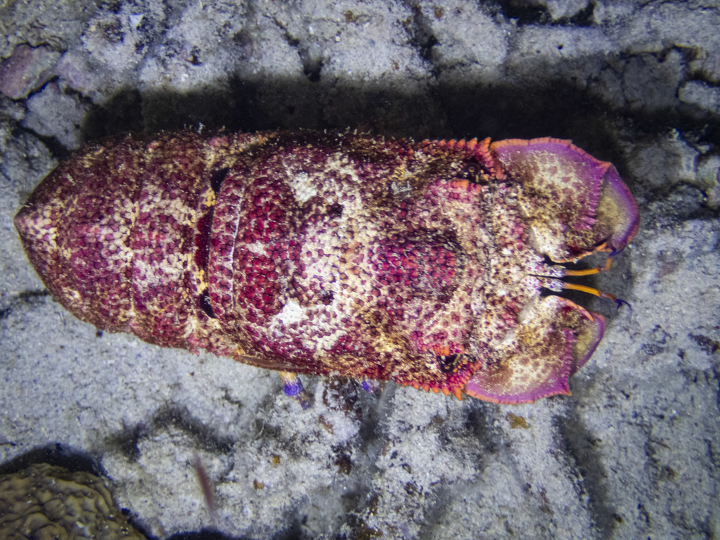 Scaly Slipper Lobster