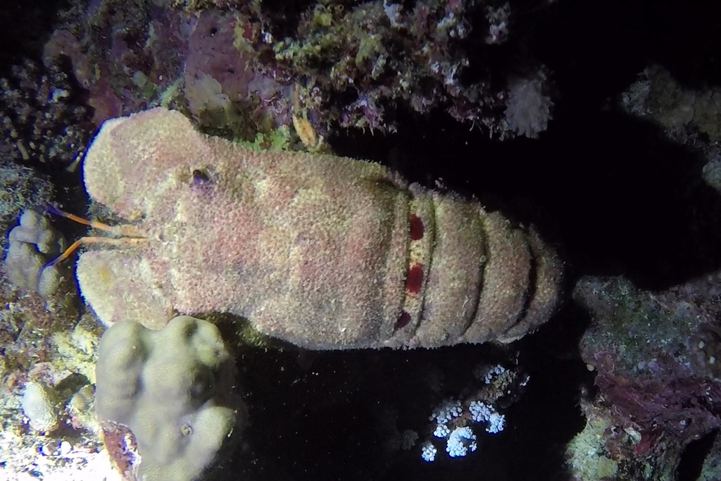 Clamkiller Slipper Lobster
