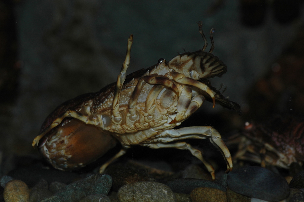 Small European Locust Lobster