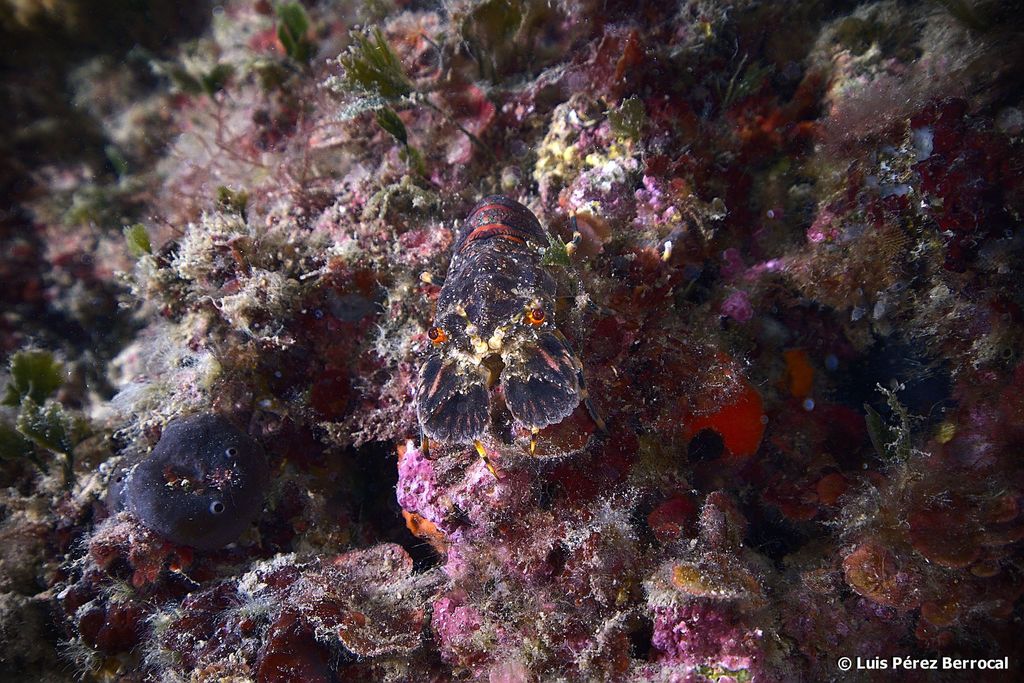 Small European Locust Lobster