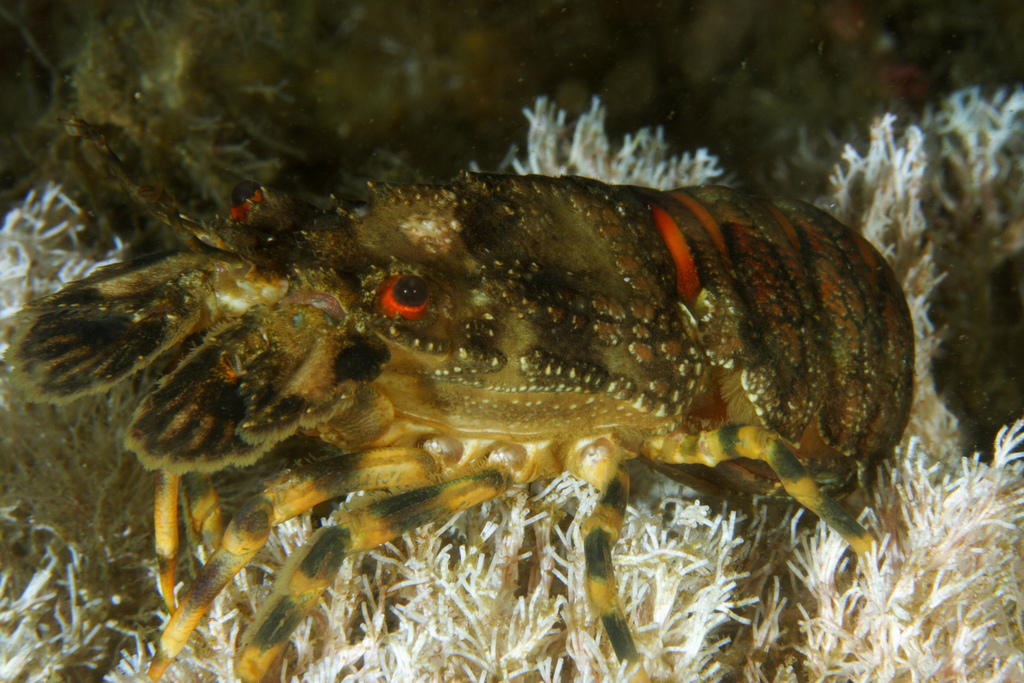 Small European Locust Lobster
