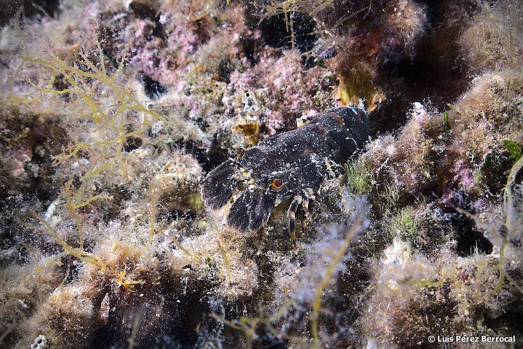 Small European Locust Lobster