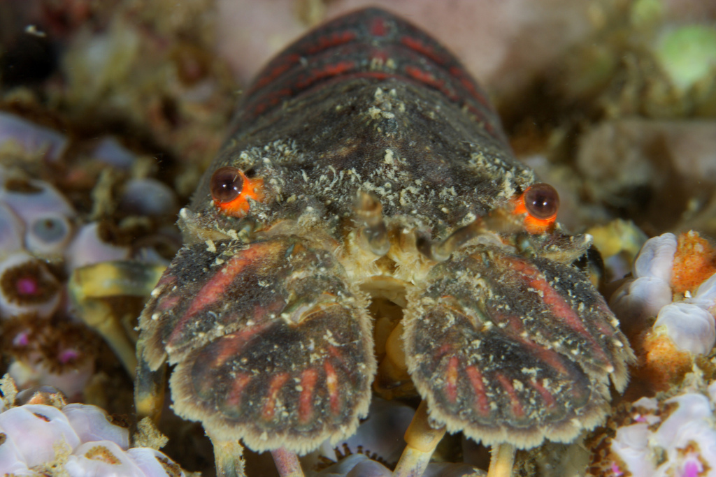 Small European Locust Lobster