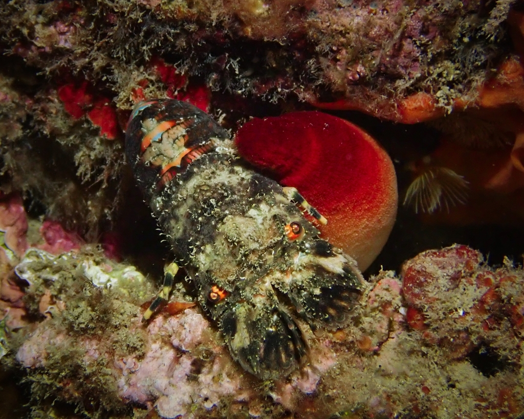 Small European Locust Lobster