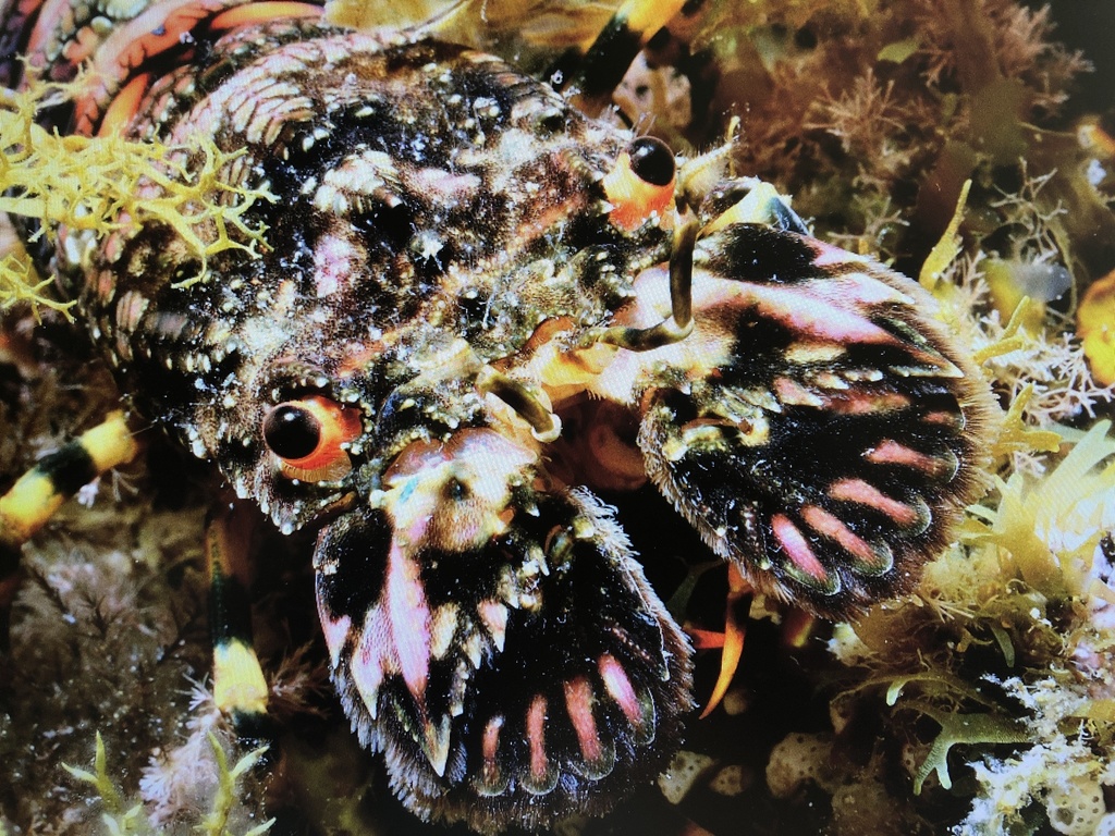 Small European Locust Lobster