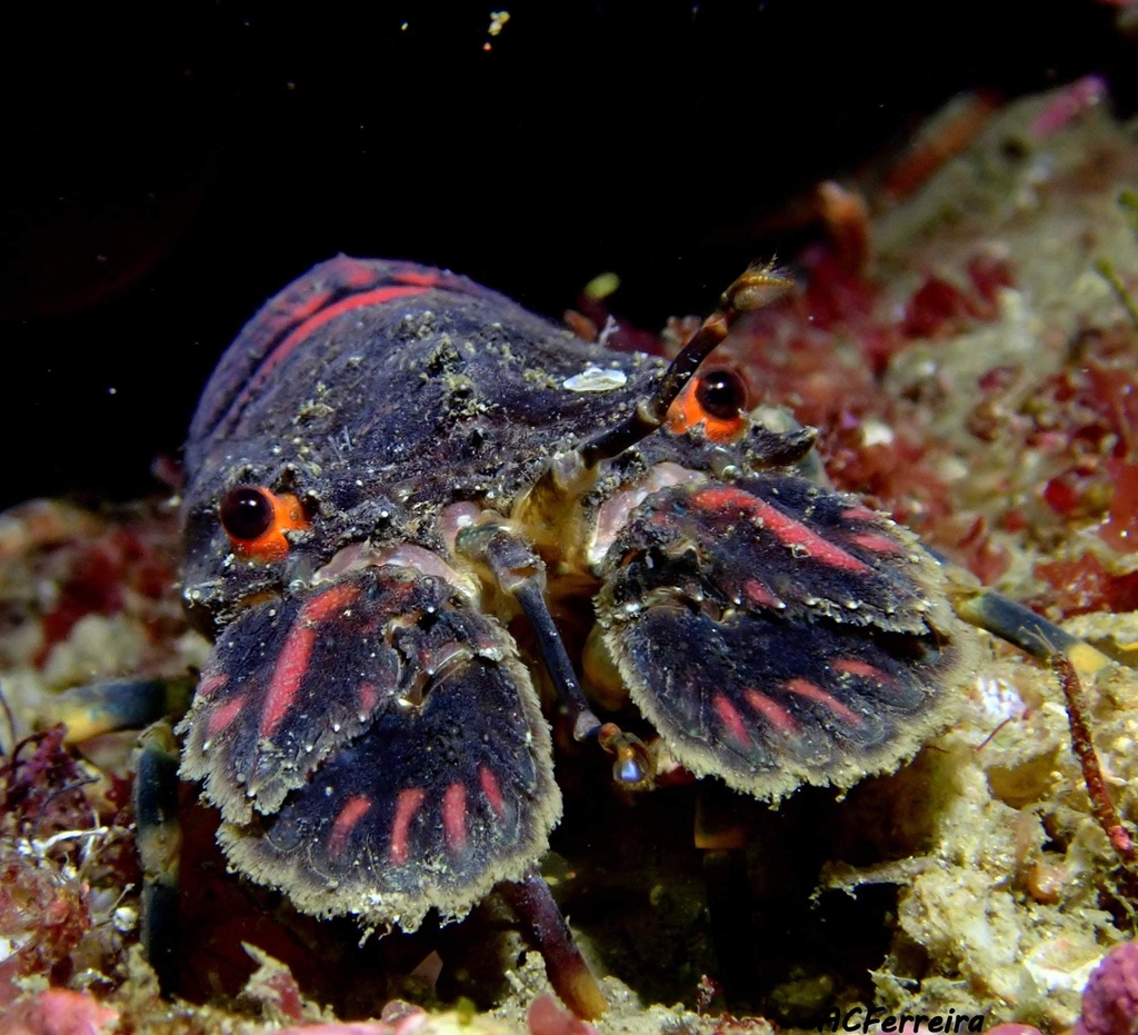 Small European Locust Lobster