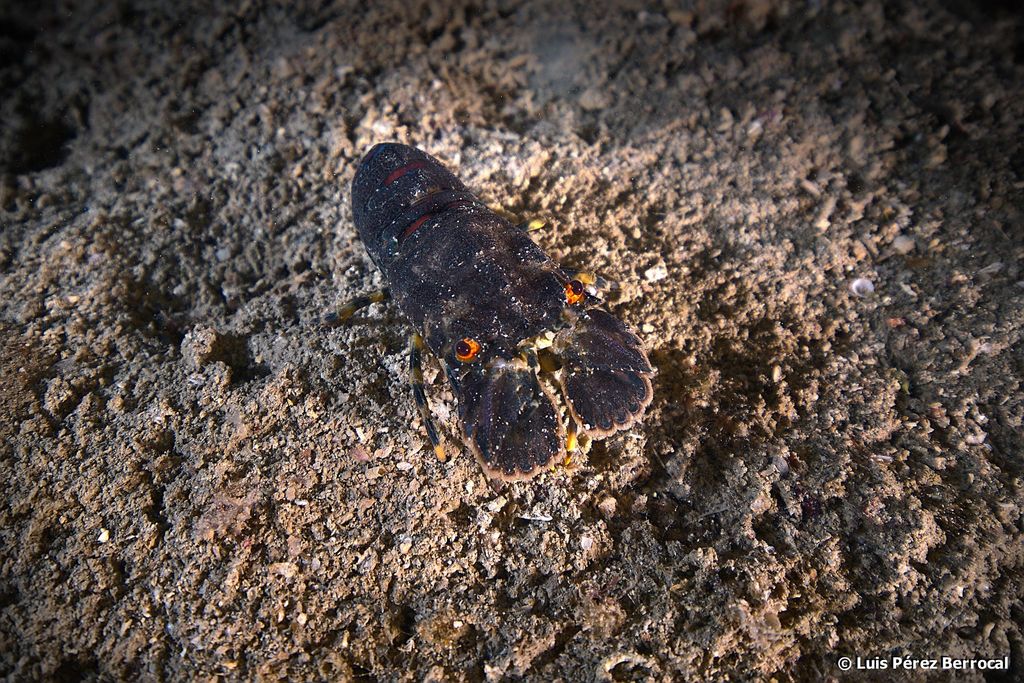 Small European Locust Lobster