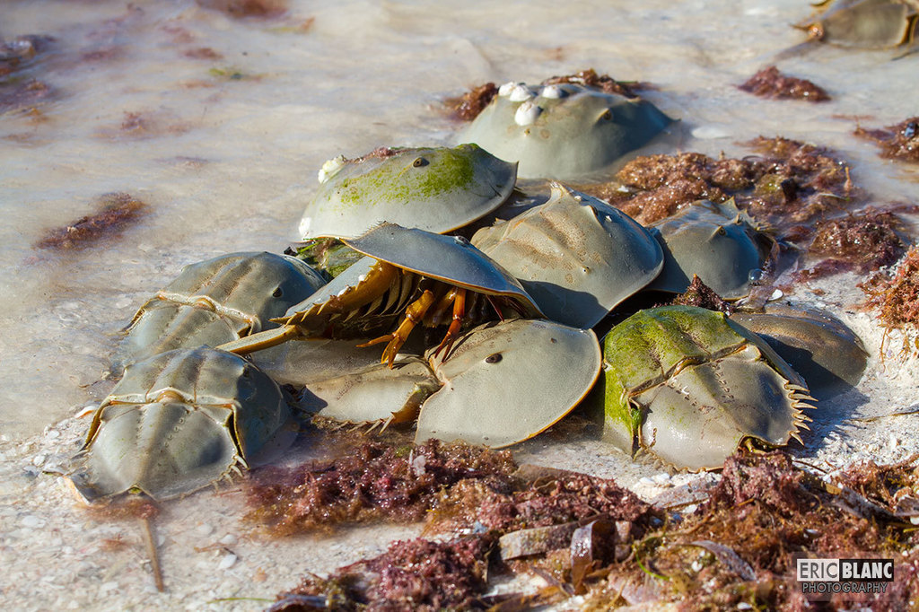 Atlantic Horseshoe Crab