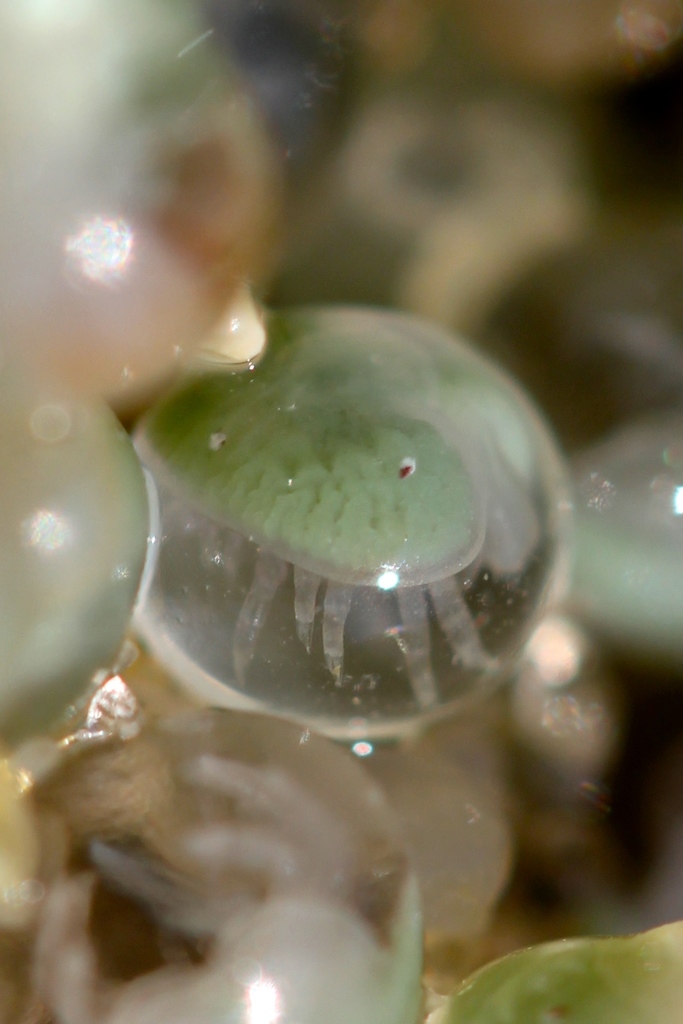 Atlantic Horseshoe Crab