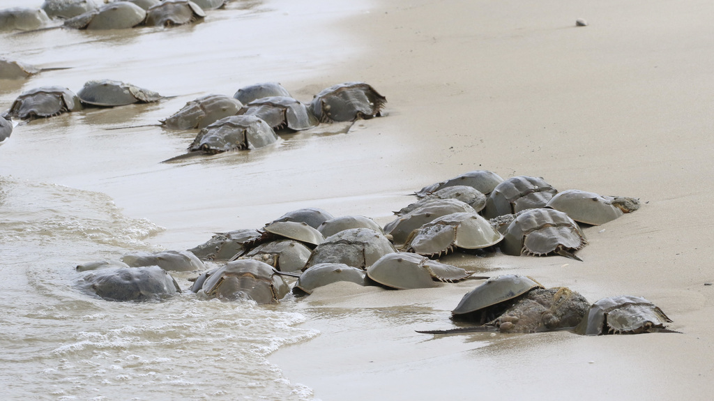 Atlantic Horseshoe Crab