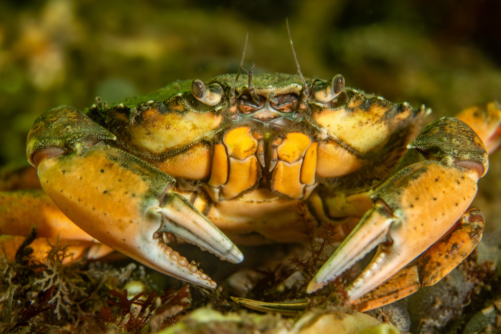 Crabe Vert