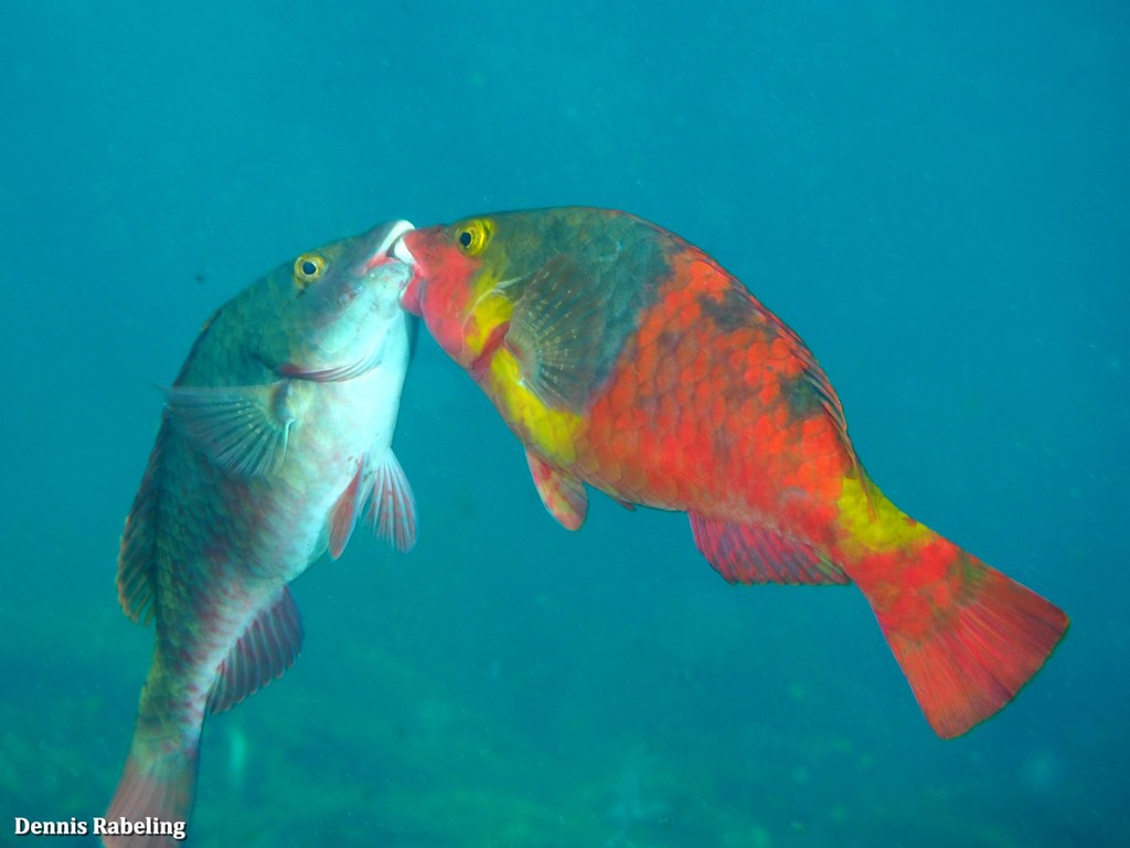 European Parrotfish