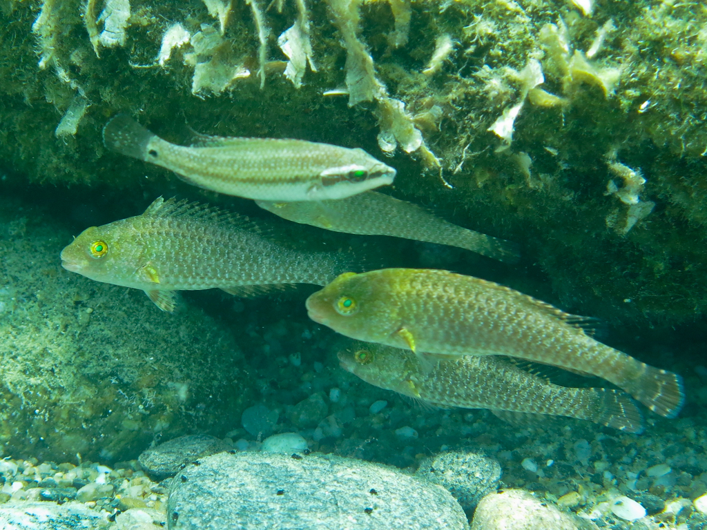 European Parrotfish