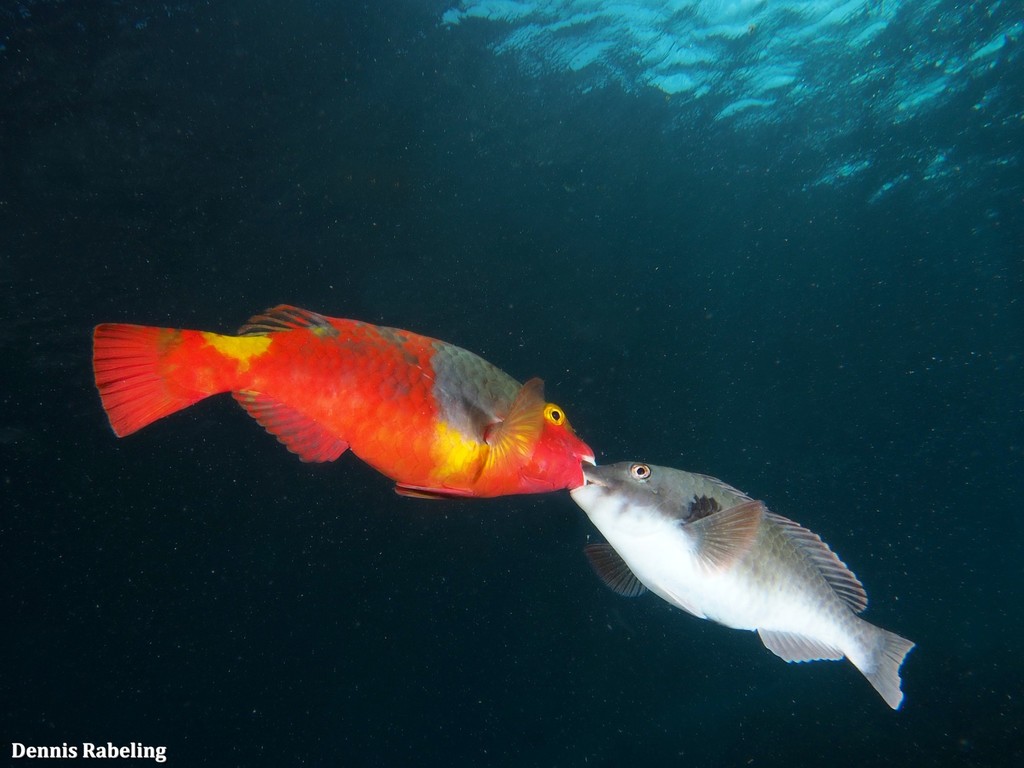 European Parrotfish